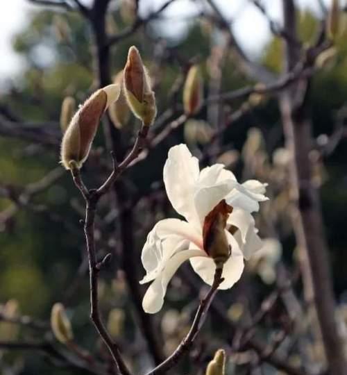 白玉兰几月份开花？白玉兰的花期是什么时候？