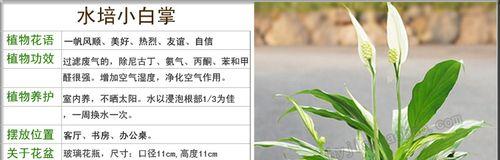 白掌催花时间和方法是什么？白掌的催花技巧是什么？