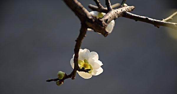 白梅花是什么植物的花？白梅花的植物来源是什么？