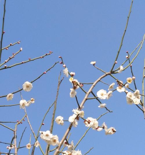 白梅花是什么植物的花？白梅花的植物来源是什么？