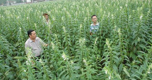 白芝麻和黑芝麻是一种植物吗？白芝麻和黑芝麻的区别是什么？