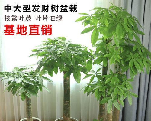 办公室招财植物有哪些？适合办公室摆放的招财植物是什么？