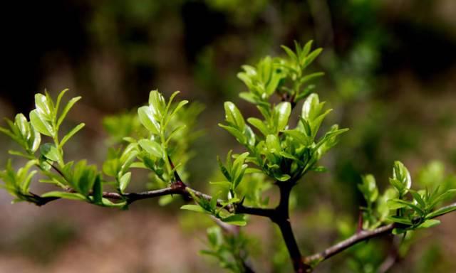 北方枣树什么时候发芽长叶？北方枣树的发芽和长叶时间是什么？