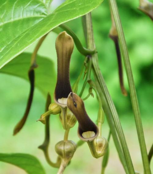 不招虫子的爬藤花卉有哪些？哪些爬藤花卉不招虫子？