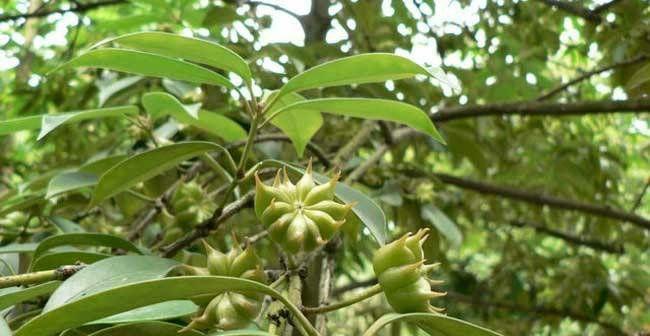 八角什么季节种植合适？八角的最佳种植季节是什么？