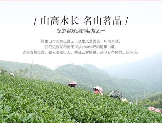 阿里山茶属于什么茶？阿里山茶的分类是什么？