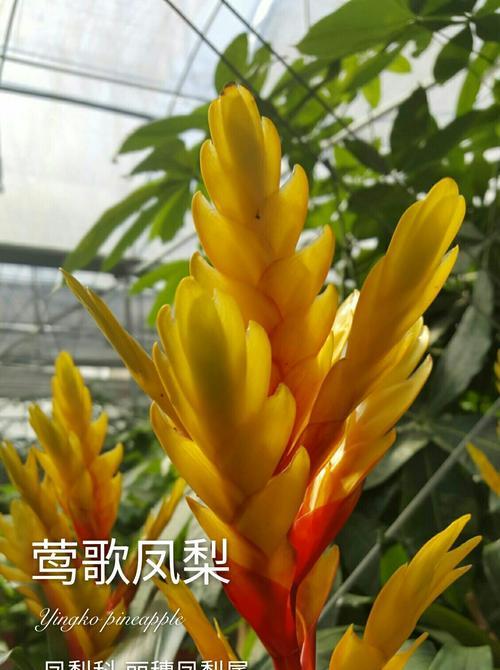 凤梨花的花语是什么？凤梨花的花语和寓意是什么？