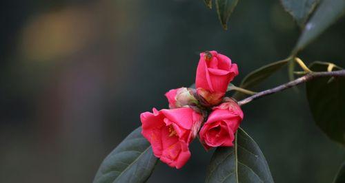 白山茶花语是什么？白山茶花的寓意是什么？