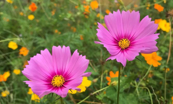 格桑花的花语是什么？格桑花的寓意是什么？