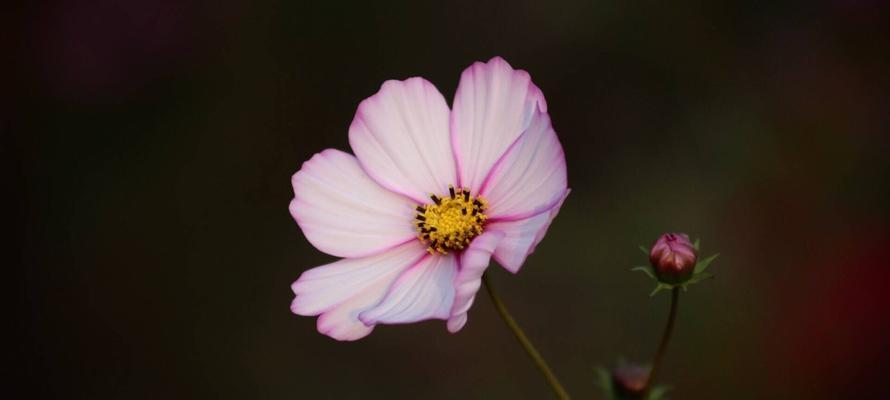 格桑花的花语是什么？格桑花的寓意是什么？