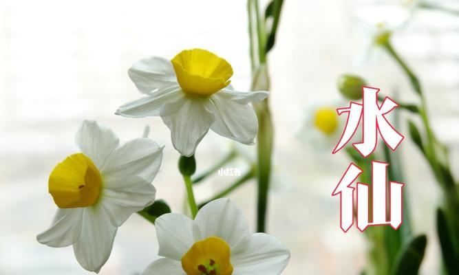 黄水仙花花语是什么？黄水仙花的寓意是什么？