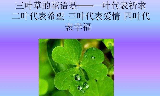 代表爱情的花语是什么？代表爱情的花的寓意是什么？