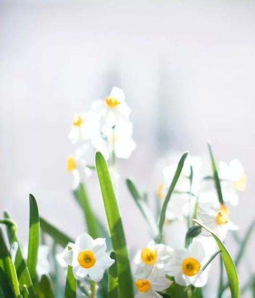 水仙花花语及寓意是什么？水仙花适合送给哪些人？