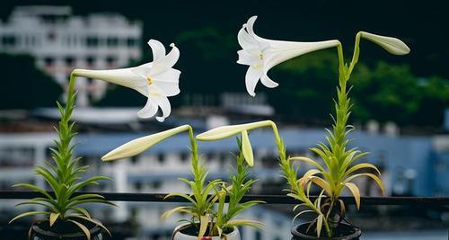 水百合的花语是什么？水百合的寓意是什么？