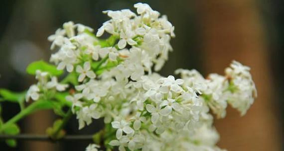 丁香花花语与象征意义是什么？丁香花的寓意是什么？