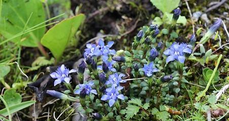 流苏花花语是什么？流苏花的寓意是什么？