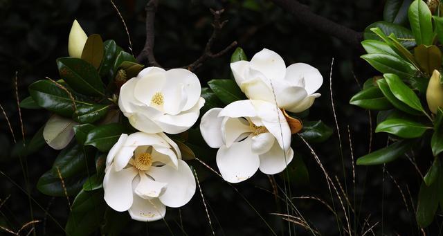 木兰花花语是什么意思？木兰花的花语是什么？