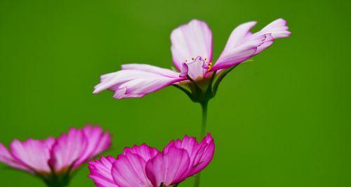 波斯菊的花语是什么？波斯菊的寓意是什么？