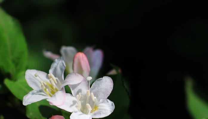 锦带花花语是什么？锦带花的文化背景是什么？