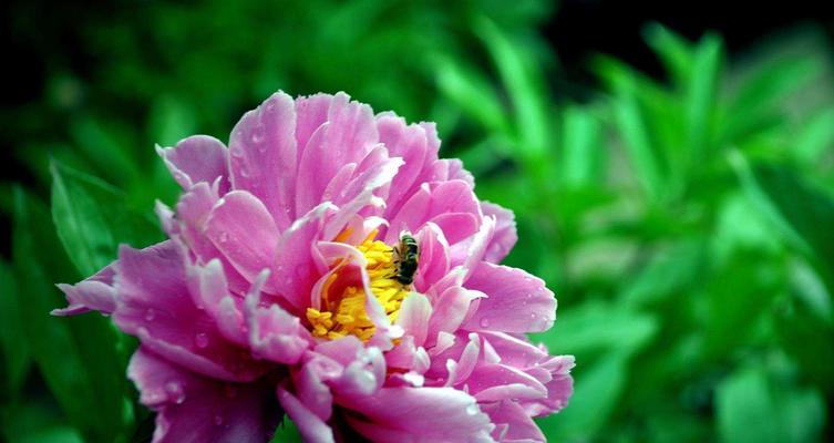 芍药花语是什么？芍药花的寓意是什么？