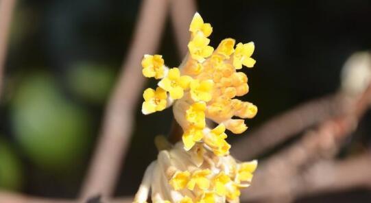 结香花花语是什么？结香花的寓意是什么？