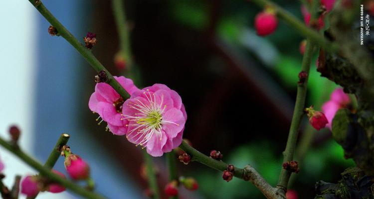 梅花是什么意思？梅花的象征意义是什么？