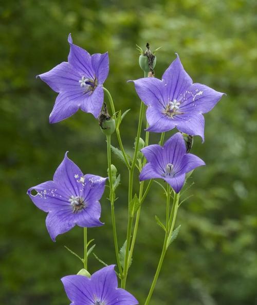 铃铛花花语是什么？铃铛花的寓意是什么？