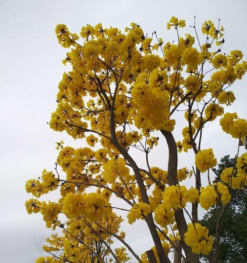 黄花风铃木的寓意是什么？黄花风铃木的象征意义是什么？