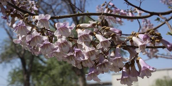 泡桐花的花语和寓意是什么？泡桐花的象征意义是什么？