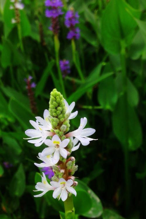 海桐花花语是什么？海桐花的寓意是什么？