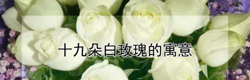 19朵玫瑰花的花语是什么？19朵玫瑰的寓意是什么？