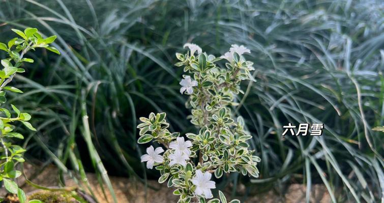 六月雪的花语和寓意是什么？六月雪的寓意是什么？