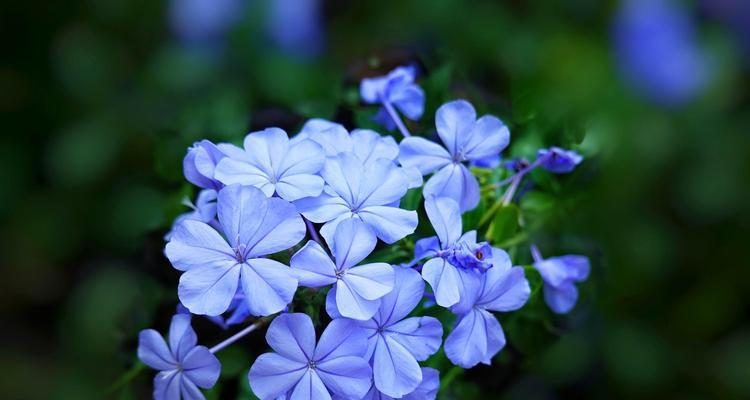 蓝花丹的花语是什么？蓝花丹的寓意是什么？