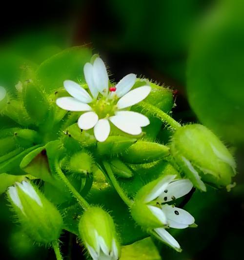 繁缕花花语及代表意义是什么？繁缕花的寓意是什么？