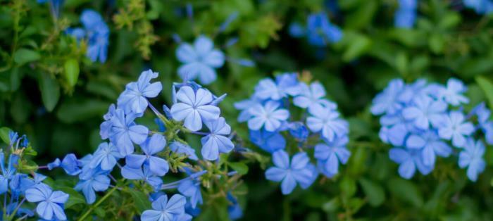 蓝星花的花语是什么？蓝星花的寓意是什么？