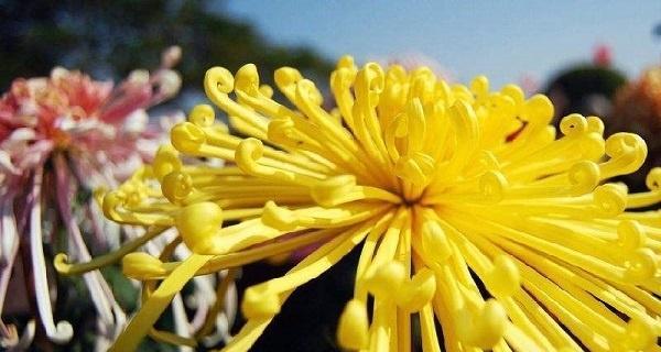 菊花花语是什么？菊花的寓意是什么？