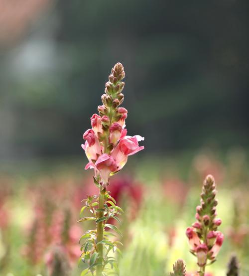 金鱼草的花语是什么？金鱼草的寓意是什么？