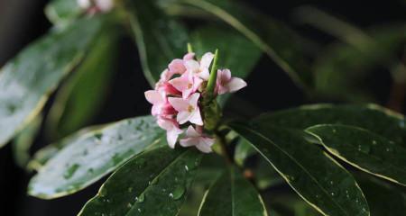 瑞香花花语是什么？瑞香花的寓意是什么？