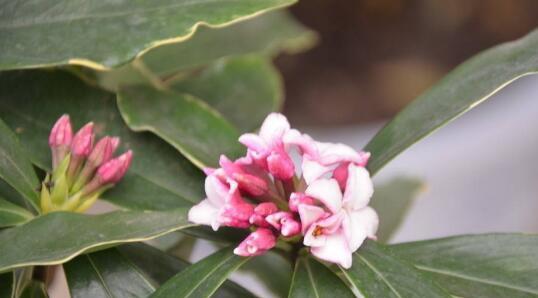 瑞香花花语是什么？瑞香花的寓意是什么？