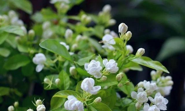 茉莉花的花语与寓意是什么？茉莉花的寓意是什么？