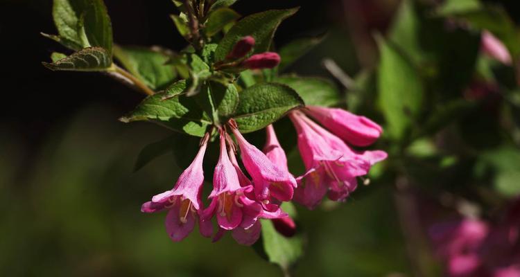 锦带花花语和寓意是什么？锦带花的寓意是什么？