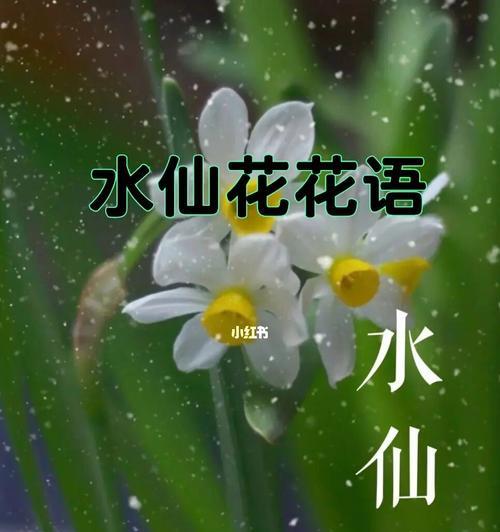 水仙花花语和象征的意义是什么？水仙花的寓意是什么？