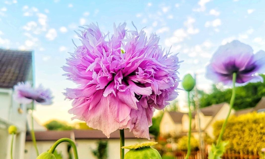 各种罂粟花的花语是什么？不同罂粟花的寓意是什么？