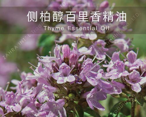 百里香花语是什么？百里香的寓意是什么？