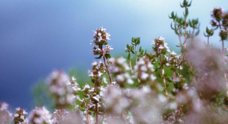 百里香花语是什么？百里香的寓意是什么？