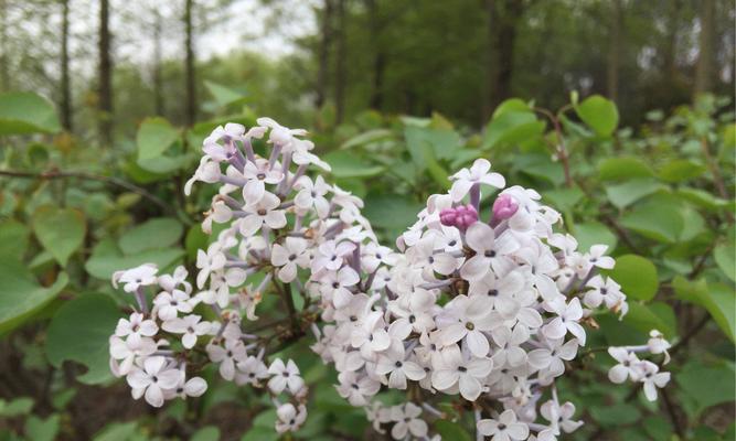 丁香花的花语是什么？丁香花的寓意是什么？