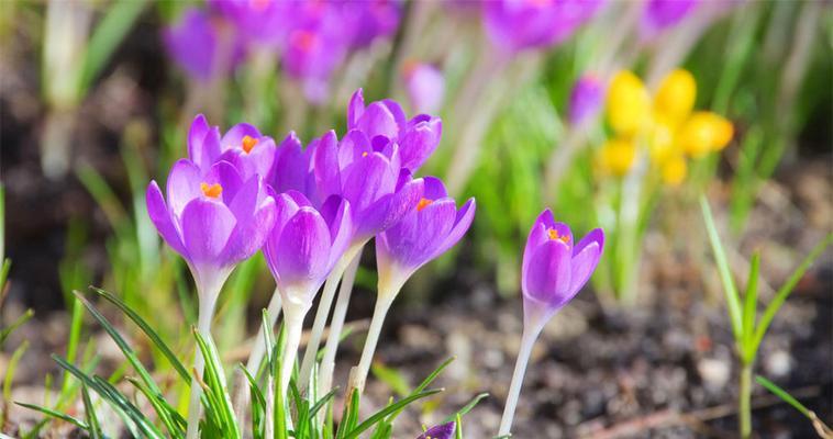 3月12日花语：沙洲蕃红花是什么？沙洲蕃红花的寓意是什么？