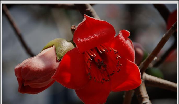 木棉花花语是什么？木棉花的寓意有哪些？