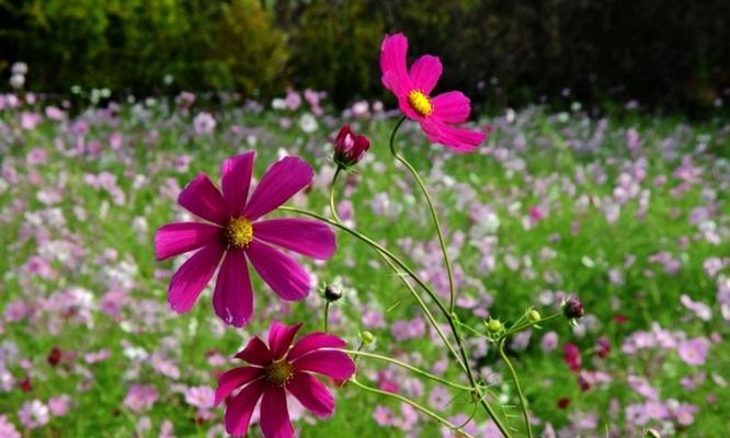 格桑花花语象征与寓意是什么？格桑花的寓意是什么？