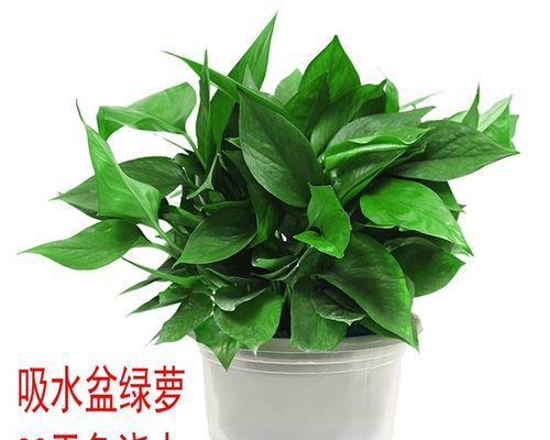 方盆适合养哪些花卉？不同类型的方盆适合什么植物？